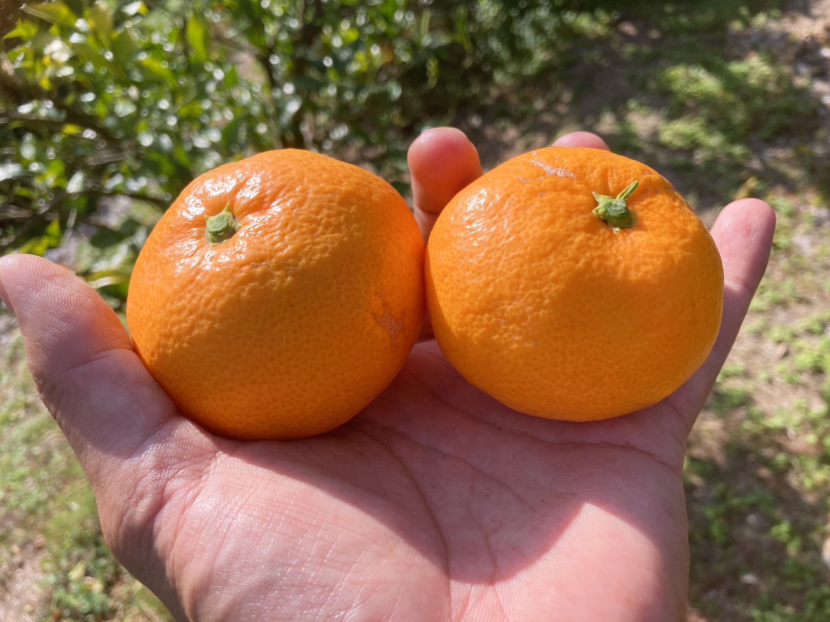 戶田先生的柑橘